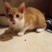 Thumbnail photo of Oak #2