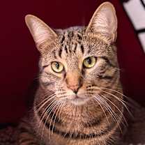 Thumbnail photo of Mr. Cat #3