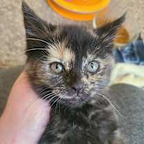 Thumbnail photo of Chenille #1