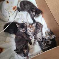 Thumbnail photo of Viva #2