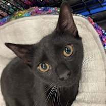 Thumbnail photo of Jo Adams #2