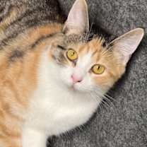 Thumbnail photo of Chai #1