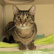 Thumbnail photo of Calliope #1