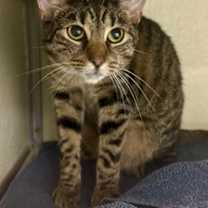 Thumbnail photo of Calliope #2