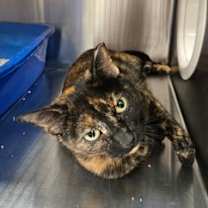 Thumbnail photo of Moe Moe #2