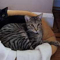 Thumbnail photo of Jesse (bonded with Jett; JJ Li #1