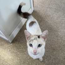 Thumbnail photo of Hera #3