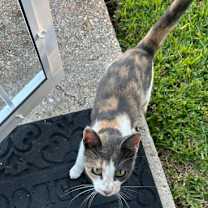 Thumbnail photo of Patches* #2