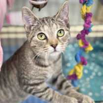 Thumbnail photo of Minnow #1