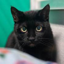 Thumbnail photo of Wiley #1