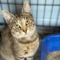 Thumbnail photo of Minnow #2