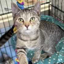 Thumbnail photo of Minnow #3