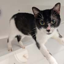 Thumbnail photo of Romeo #1