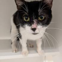 Thumbnail photo of Romeo #2