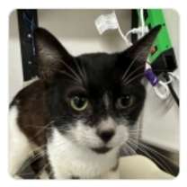 Thumbnail photo of Romeo #3