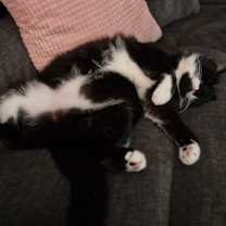 Thumbnail photo of Filou #3