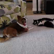 Thumbnail photo of Filou #4