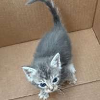 Thumbnail photo of Whistle #3