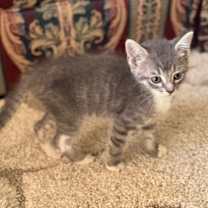 Thumbnail photo of Whistle #4