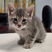 Thumbnail photo of Betelgeuse #4