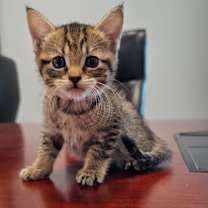 Thumbnail photo of Barbara Maitland #4