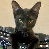 Thumbnail photo of Emerald #1