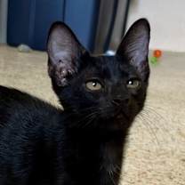 Thumbnail photo of Emerald #2