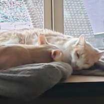 Thumbnail photo of Michaelangelo and Butterscotch #4