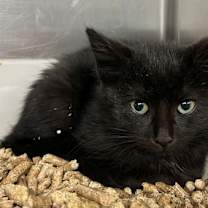 Thumbnail photo of Webkinz #1