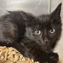 Thumbnail photo of Webkinz #2