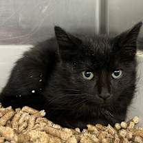 Thumbnail photo of Webkinz #3