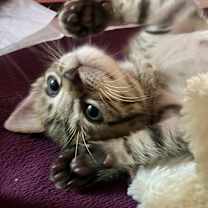 Thumbnail photo of Princess Leia #1