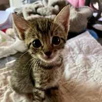 Thumbnail photo of Princess Leia #2