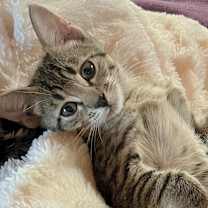 Thumbnail photo of Princess Leia #3