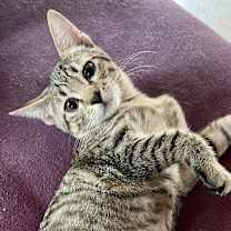 Thumbnail photo of Princess Leia #4