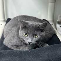 Thumbnail photo of Myke 28074 #3