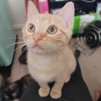 Thumbnail photo of Tansy #1