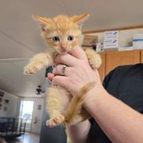 Thumbnail photo of Tansy #2