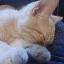 Thumbnail photo of Tansy #3