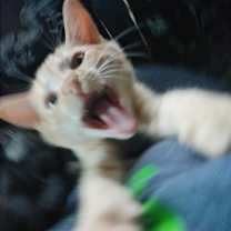 Thumbnail photo of Tansy #4