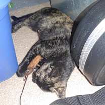 Thumbnail photo of Esperanza AR #4