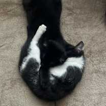 Thumbnail photo of Pawn W/ Rook - Cuddly Lap Cat! Good with Dogs, Cats, and Kids! #4