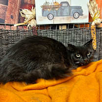 Thumbnail photo of Casey MuMu #2