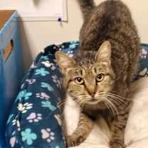 Thumbnail photo of Satine #1