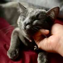 Thumbnail photo of Reina (pre adopt) #2