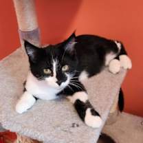 Thumbnail photo of Rizzo #1