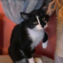 Thumbnail photo of Rizzo #2