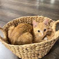 Thumbnail photo of Milo #1