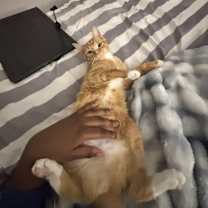 Thumbnail photo of Milo #2