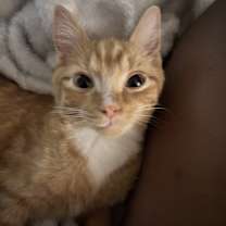 Thumbnail photo of Milo #4